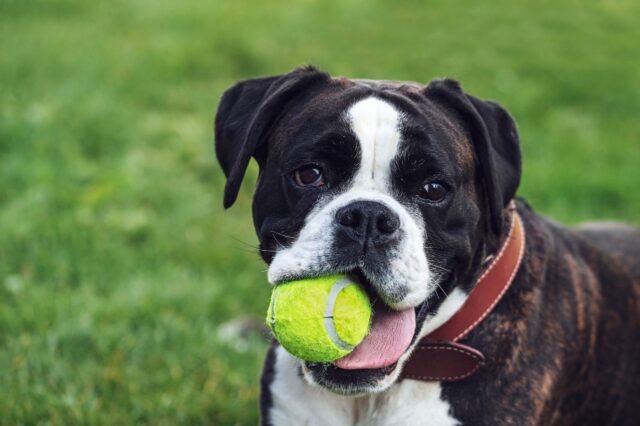 cane con una palla gialla in bocca