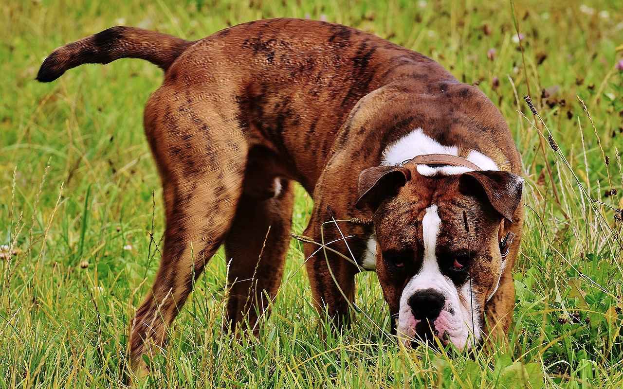 cane che cammina nel prato