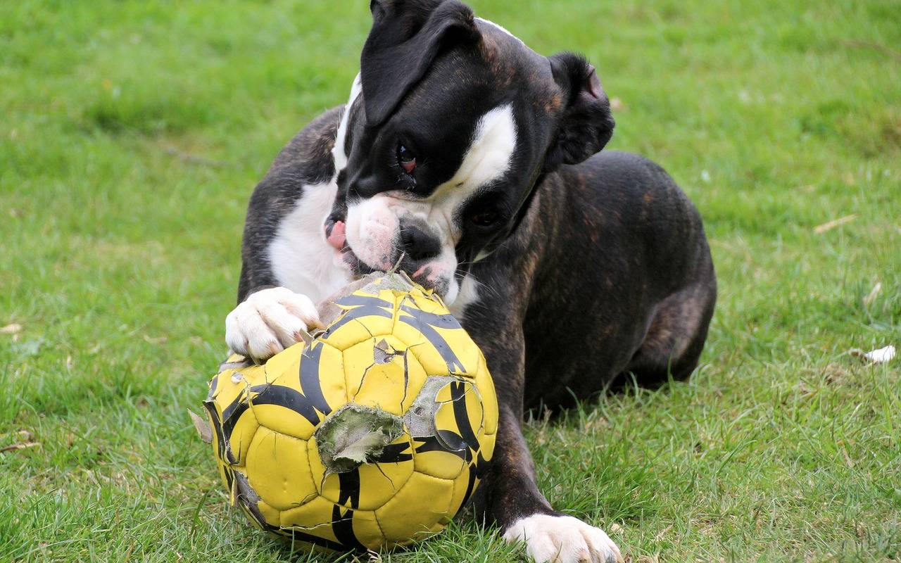 cucciolo di cane bianco e nero