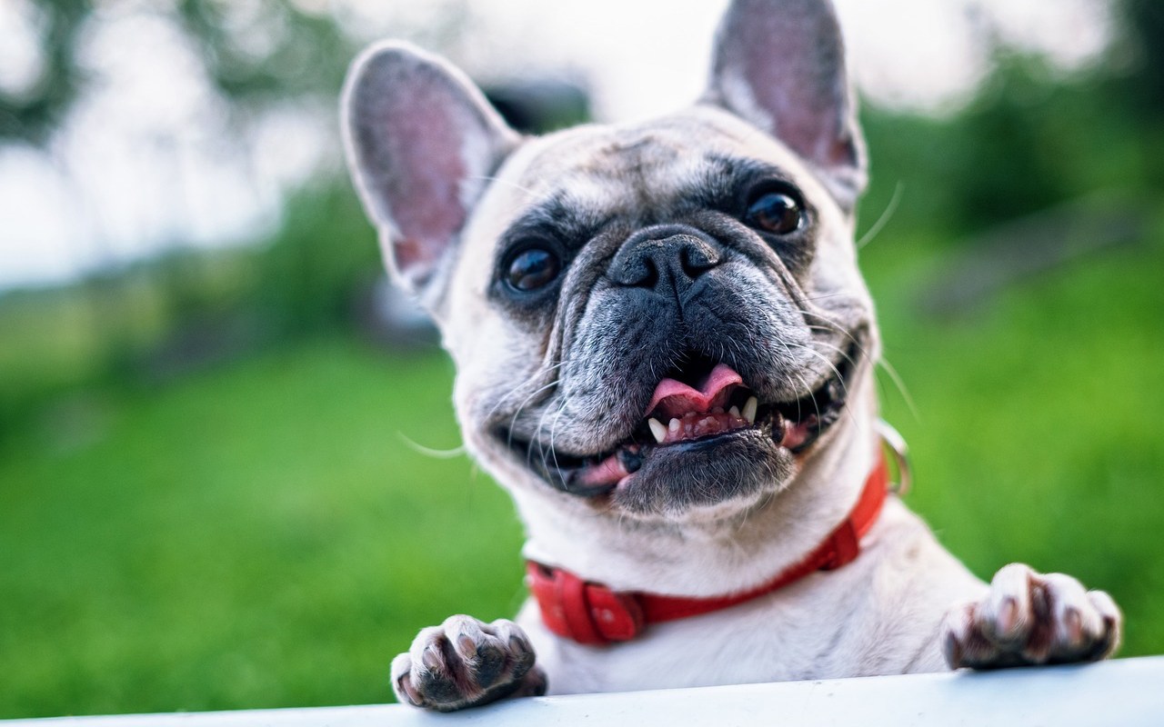 cagnolino col muso schiacciato