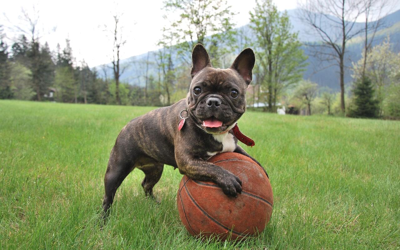 cane che gioca con una palla da basket