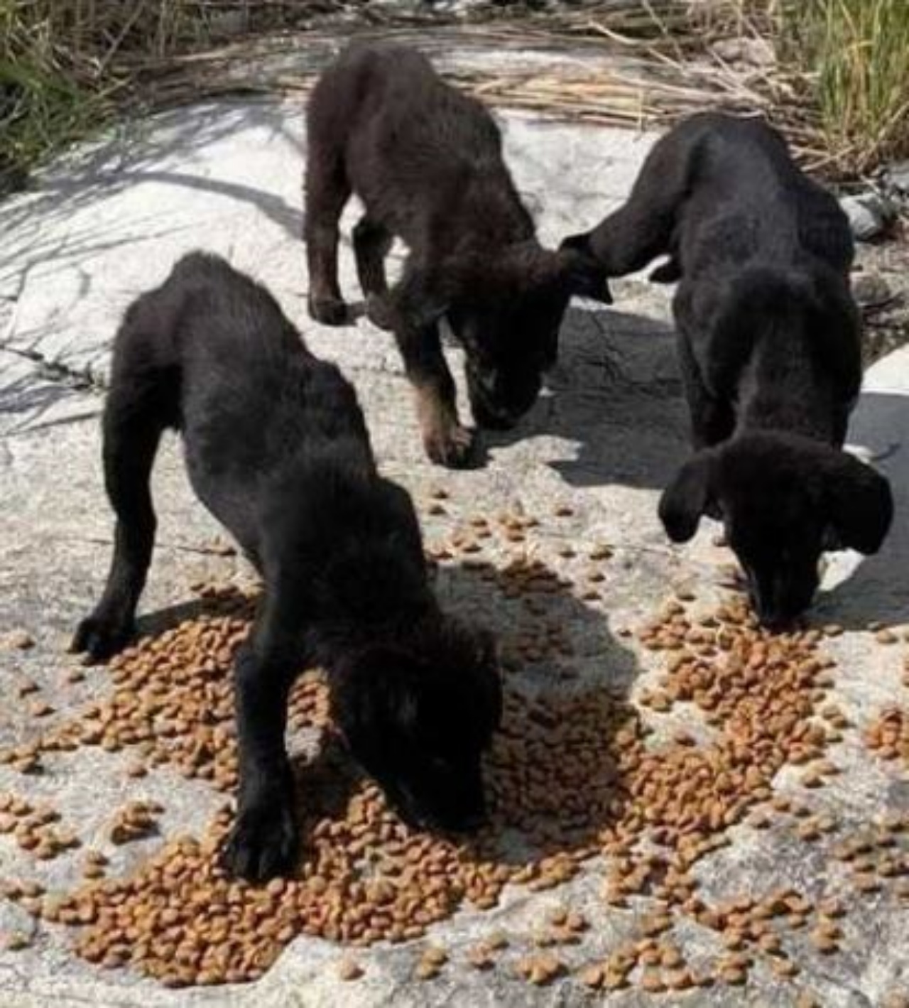 Dei cuccioli di cane che mangiano le crocchette