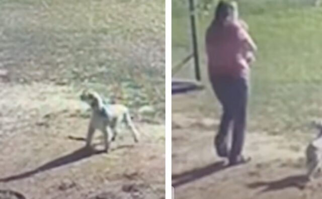 Una coppia vede un cane che abbaia forsennatamente, poi sente anche qualcosa di molto strano (VIDEO)