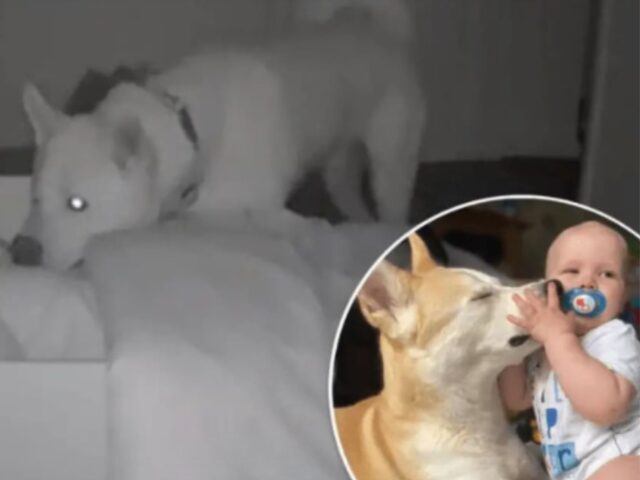 La videocamera cattura il momento più adorabile: il cane ha cambiato i suoi ritmi pur di star attento al fratellino