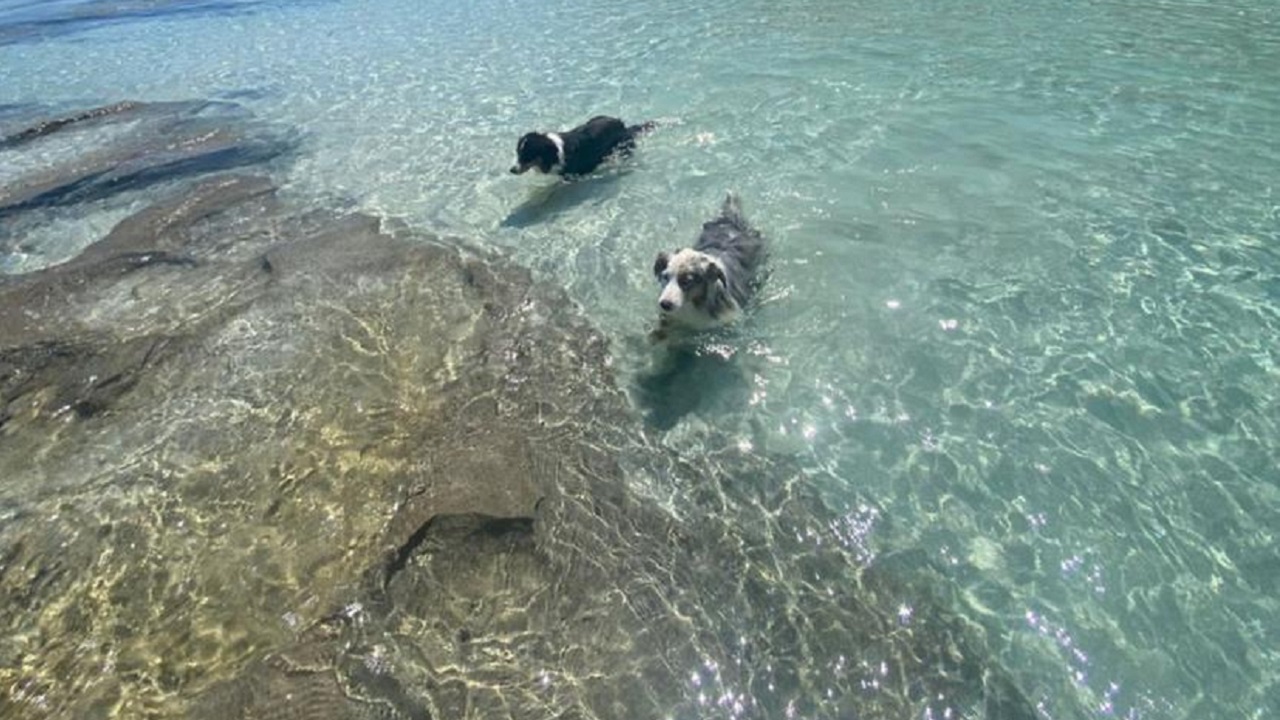 Cani da pastore australiani in acqua