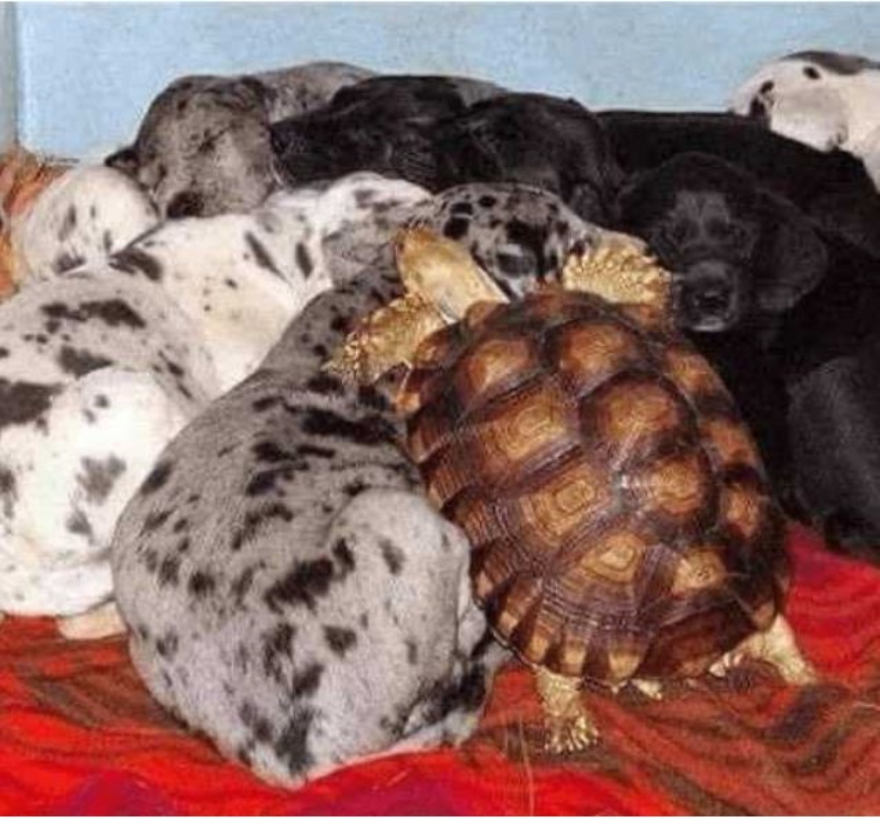 Una tartaruga che abbraccia tanti cuccioli di cane