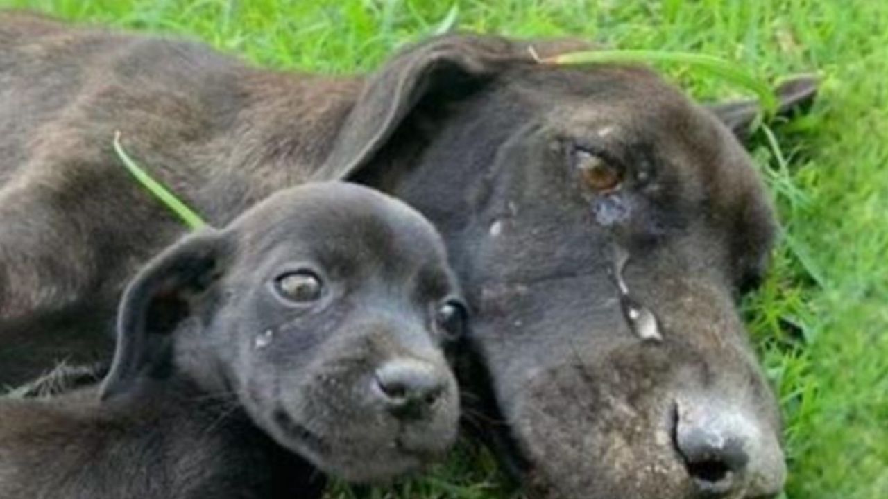 Una mamma cane con un cucciolo che piangono