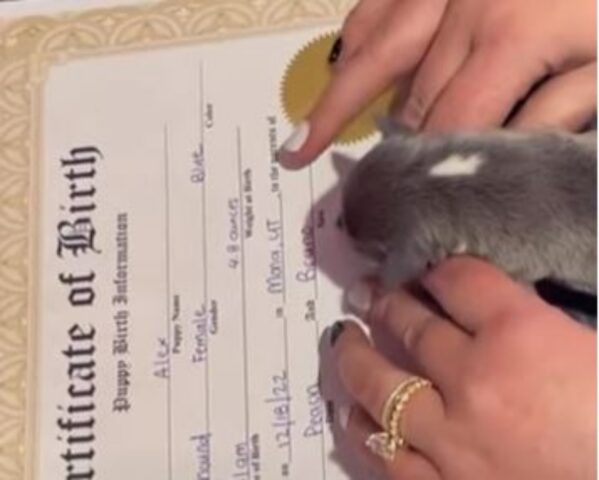 Questo cagnolino firma il proprio certificato di nascita con le zampette: la scenetta è adorabile