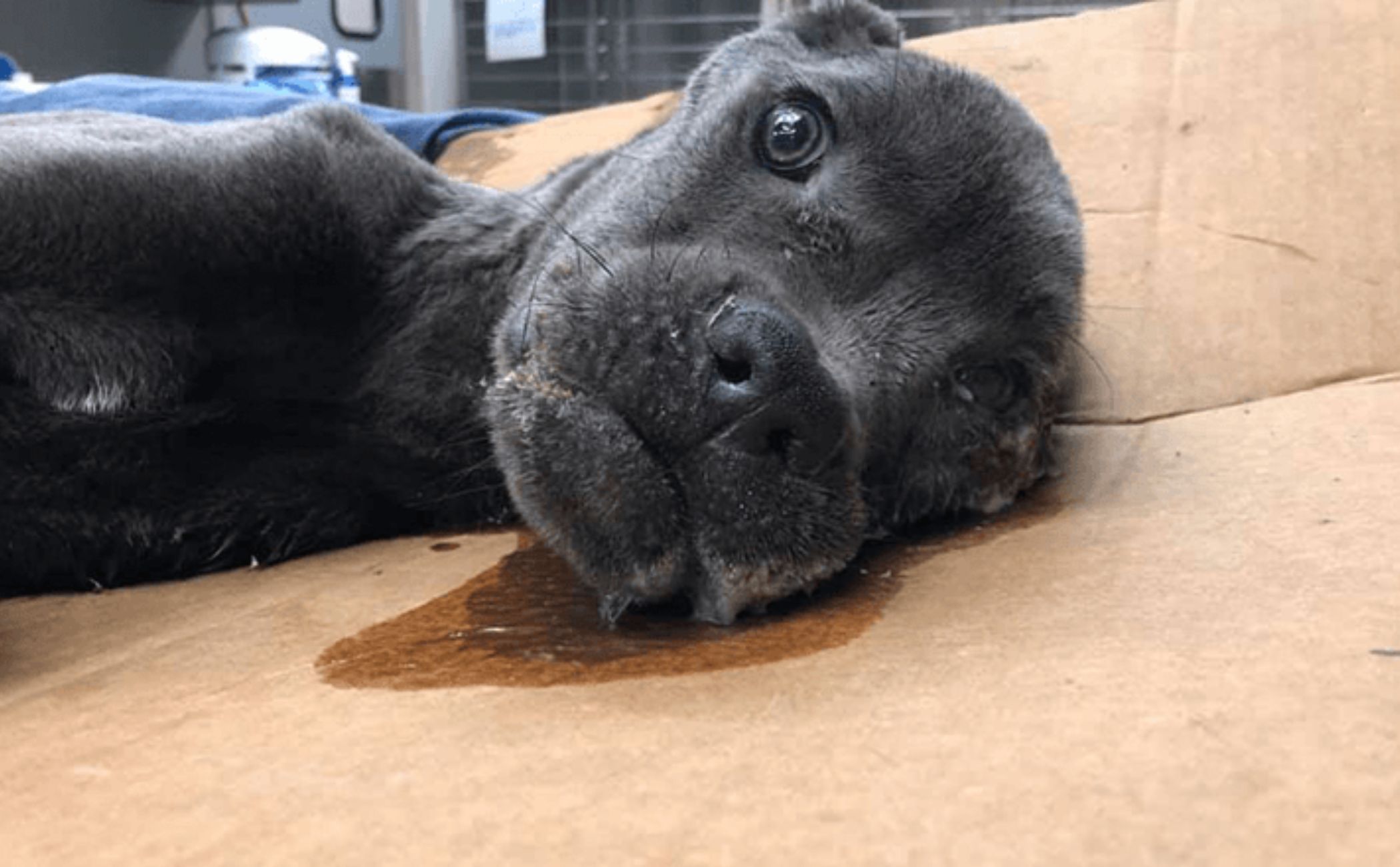 cagnolino disteso sul cartone