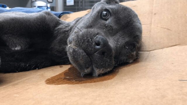 Abbandonato e senza forze, questo cucciolo di cane riceve qualcosa che gli ricorda che vivere è bello (VIDEO)