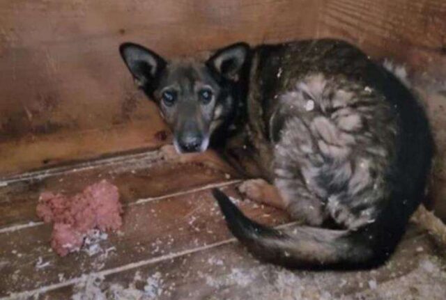 Lo hanno trovato in un rifugio a Mosca, dopo 6 anni: la storia di questo cane è da brividi