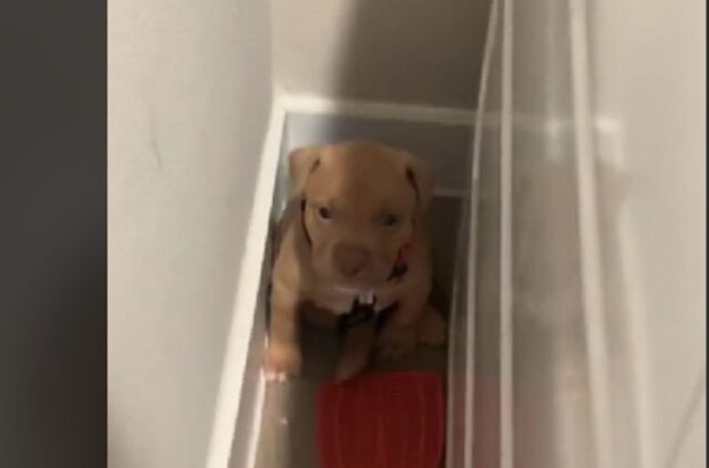 Cucciolo di Pitbull adottato: il video della prima notte commuove tutti