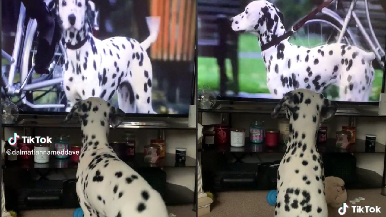 dalmata guarda televisione