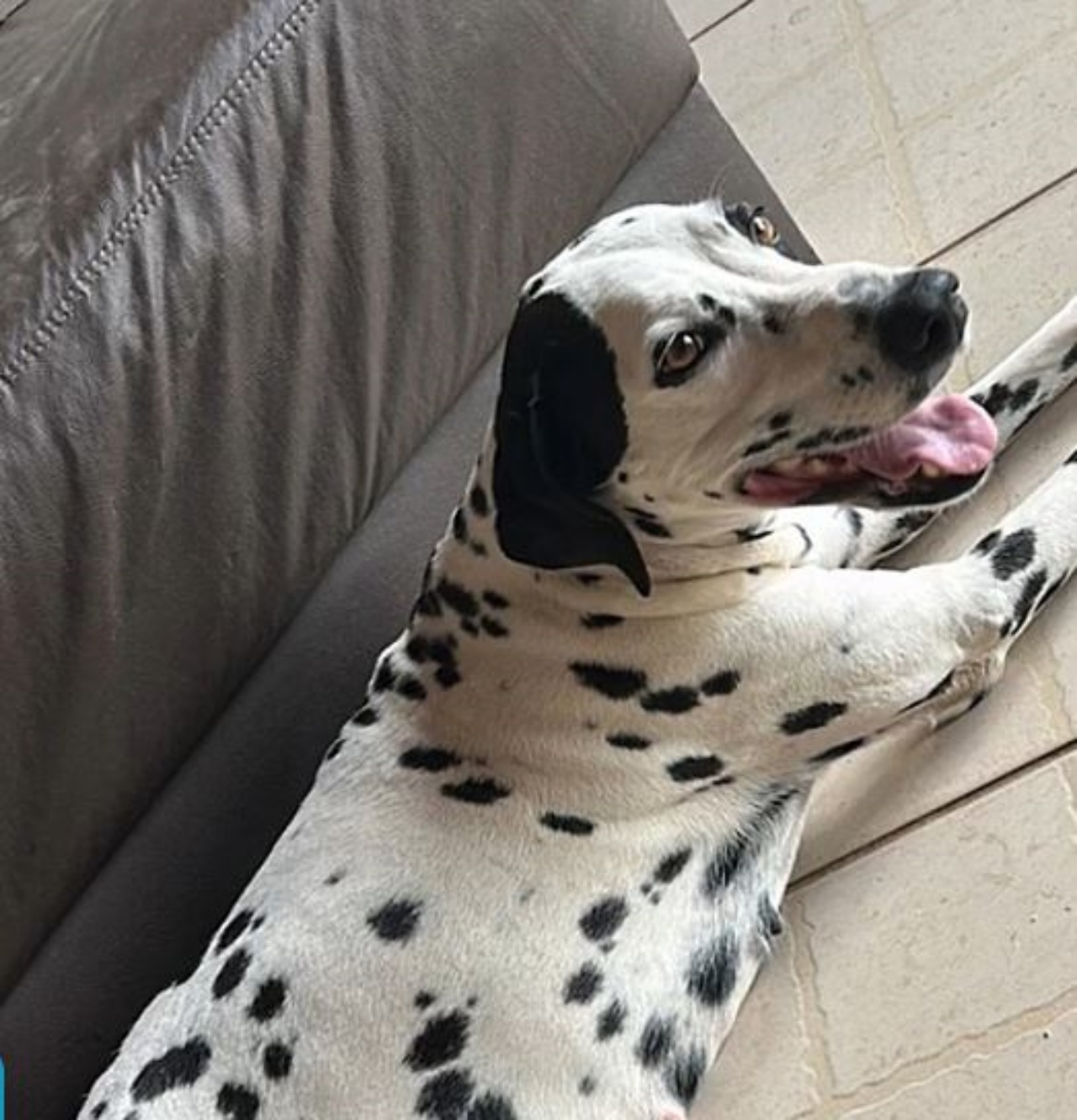 Un cane Dalmata seduto a terra