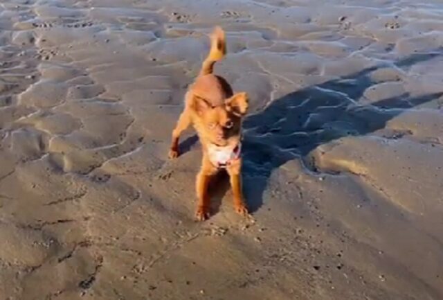 Cane marrone in spiaggia