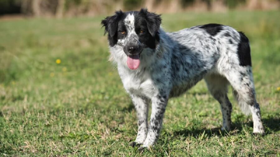 cagnolina crudelia prato verde