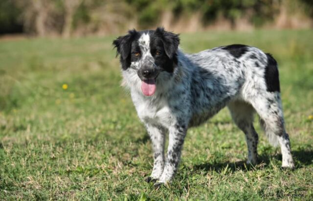 Formello, Crudelia non si trova da giorni, si spera nel rapido ritrovamento della cagnolina