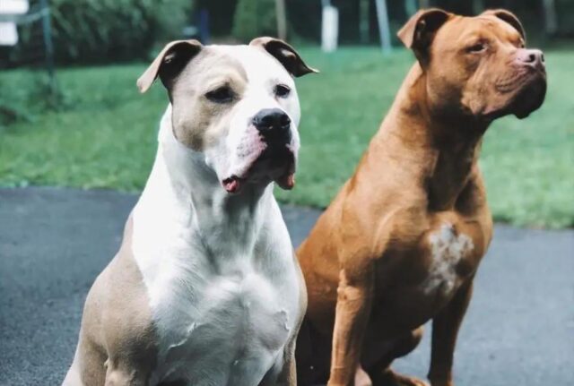 Questo è l’adorabile momento in cui un cane porta la sua cuccia al fratello ammalato e stanco