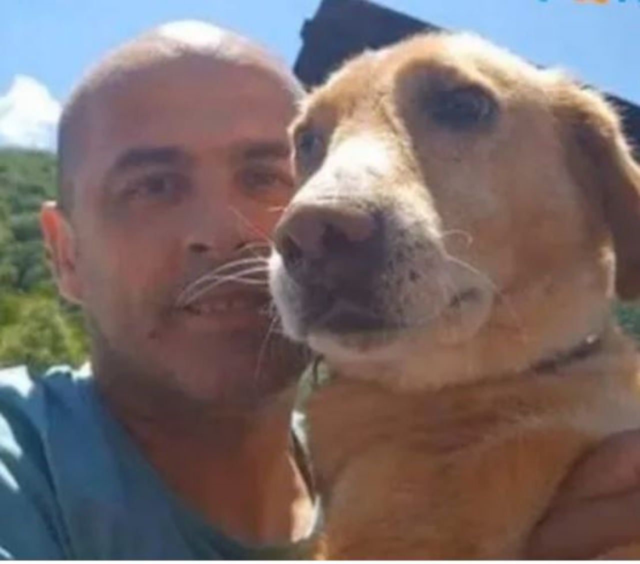 Un cane insieme ad un ragazzo che gli ha salvato la vita