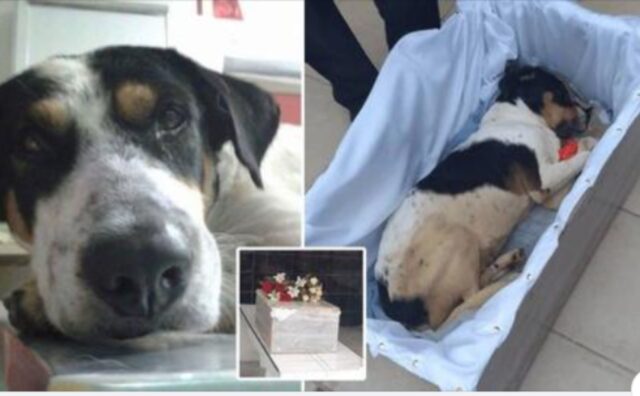 Al cane randagio viene fatto un funerale con tanto di messa e banda: “Era l’amico di tutti noi” (VIDEO)