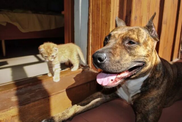 La Pitbull non muove un muscolo quando il gattino confuso cerca di farsi allattare da lei: che dolcezza!