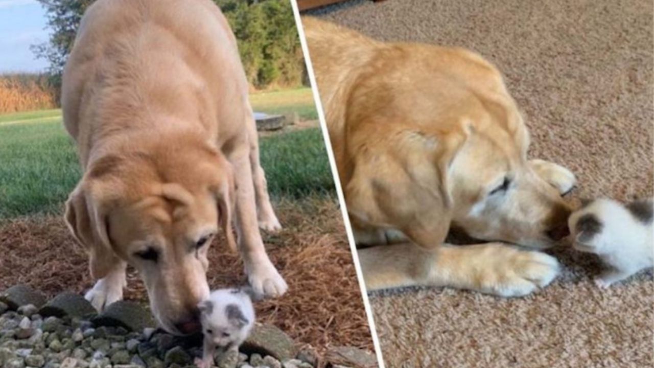 gattino che gioca con un cane di grossa taglia