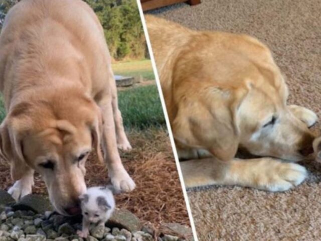 Questa cagnolona ha incontrato un gattino solo e senza nessuno: da allora sono inseparabili