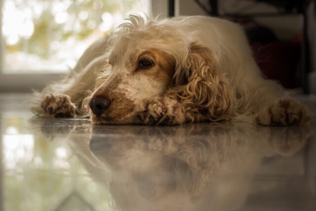 Ha compiuto un gesto crudele condannando il cane: questa dog sitter non ha pagato abbastanza