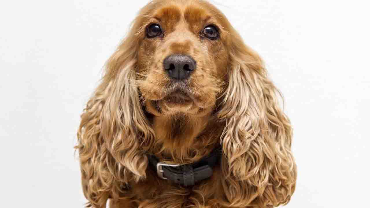 Cocker Spaniel marroncino