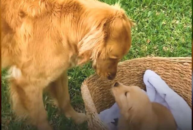 Il Golden Retriever incontra per la prima volta la sua sorellina e non riesce a non emozionarsi