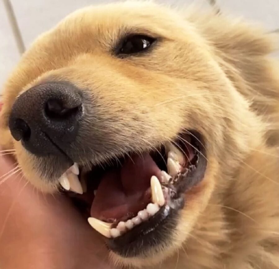 cane oscar grande sorriso