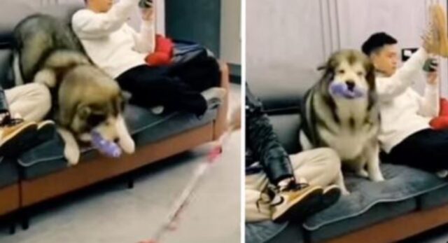 Questo cane intelligente mette in ordine i suoi giochi per fare in modo che il pavimento sia pulito al meglio