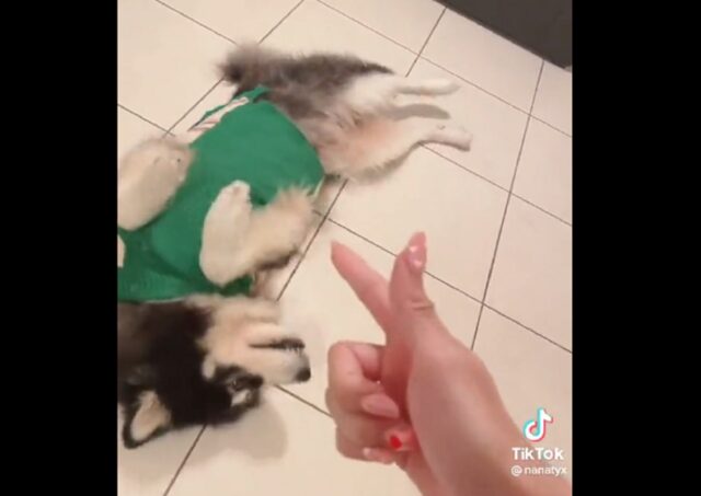 L’Husky è talmente convincente nel fingersi morto che tutti quanti finiscono per amarlo