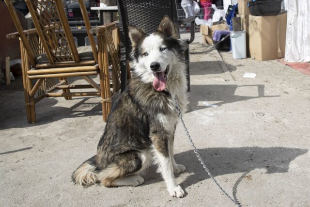 Cane trovato vivo dopo tre settimane dal terremoto in Turchia