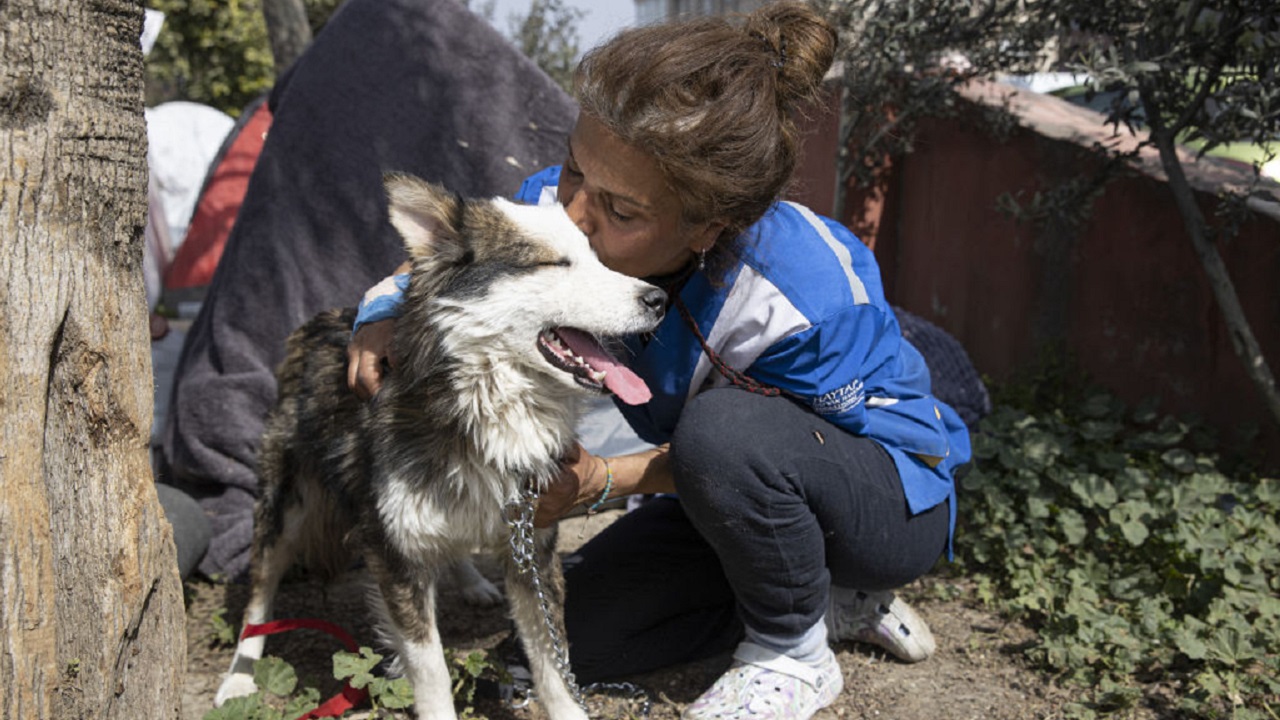 Husky bianco e nero