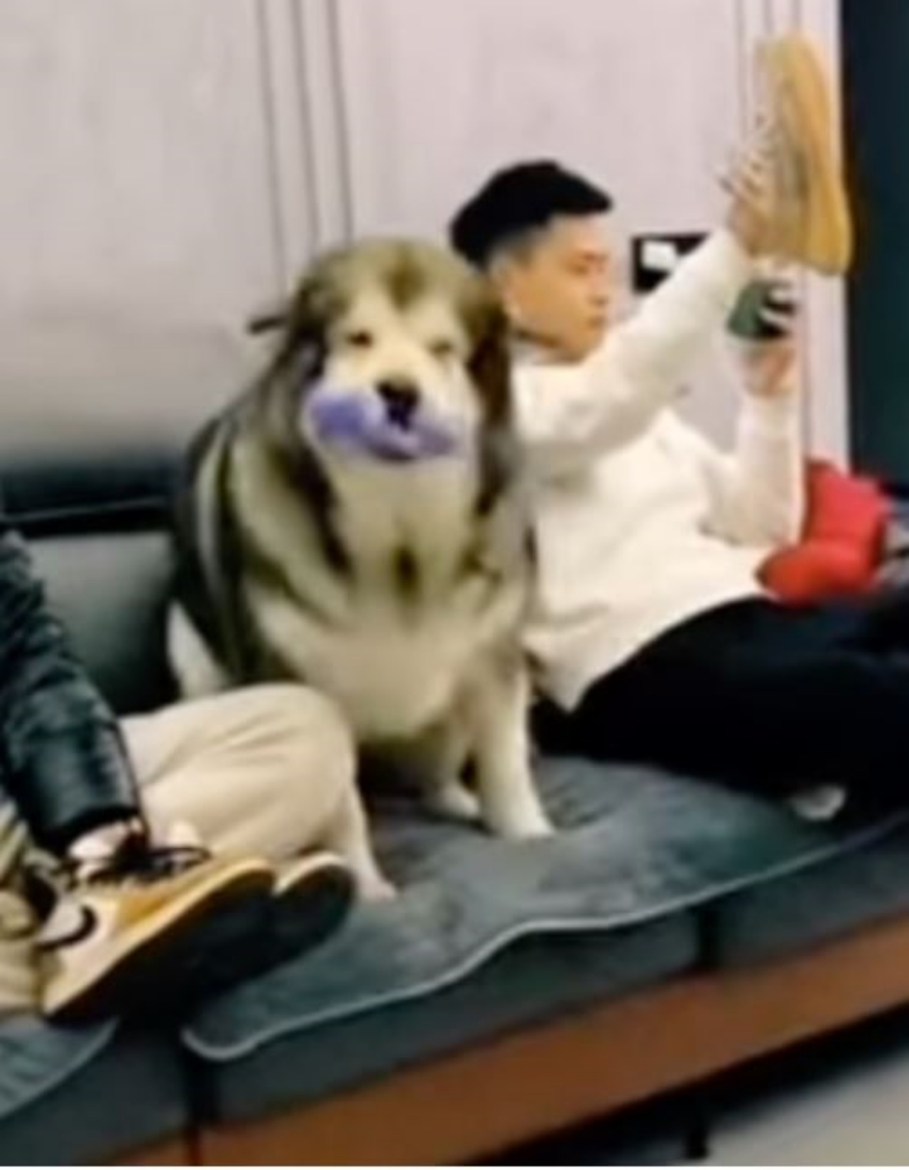 Un cane sul divano con un giocattolo in bocca