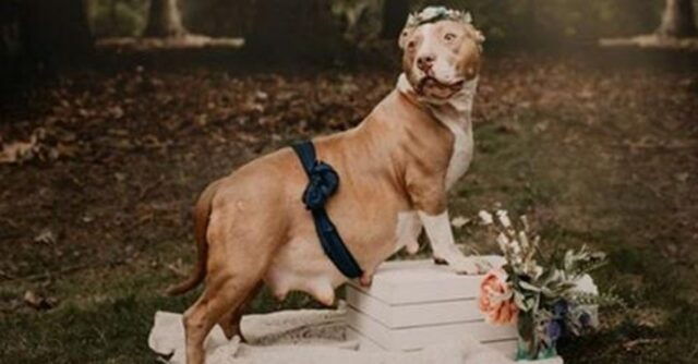 Incinta e in procinto di partorire, la buttano per strada, ma la cagnolina è una vera fotomodella