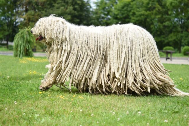 Komondor come primo cane: è la scelta giusta oppure no?