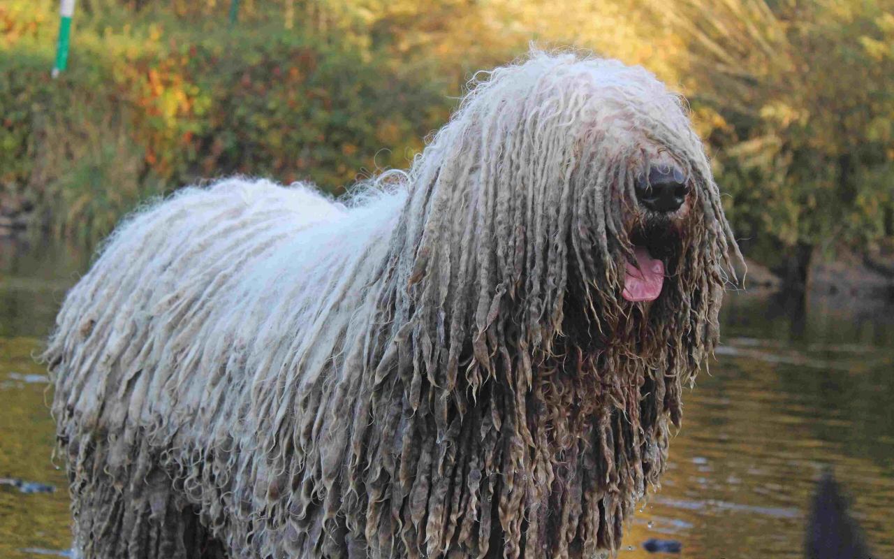 cane col pelo tutto bagnato