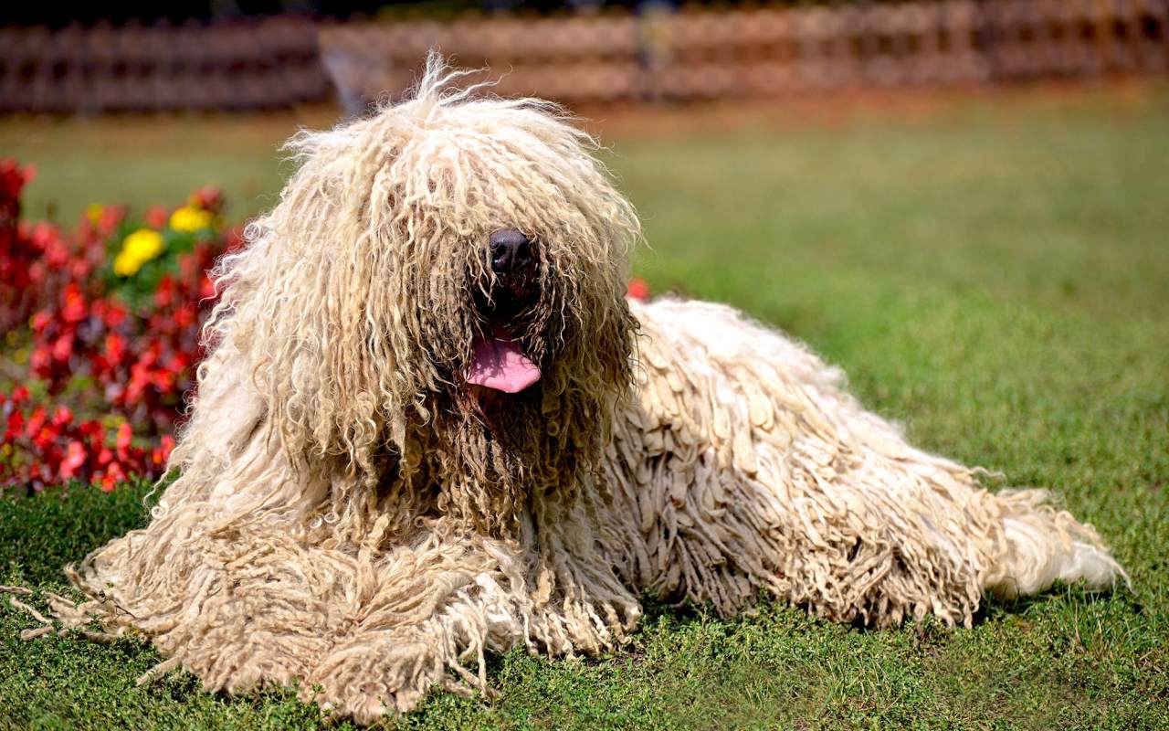 cane mocio sul prato