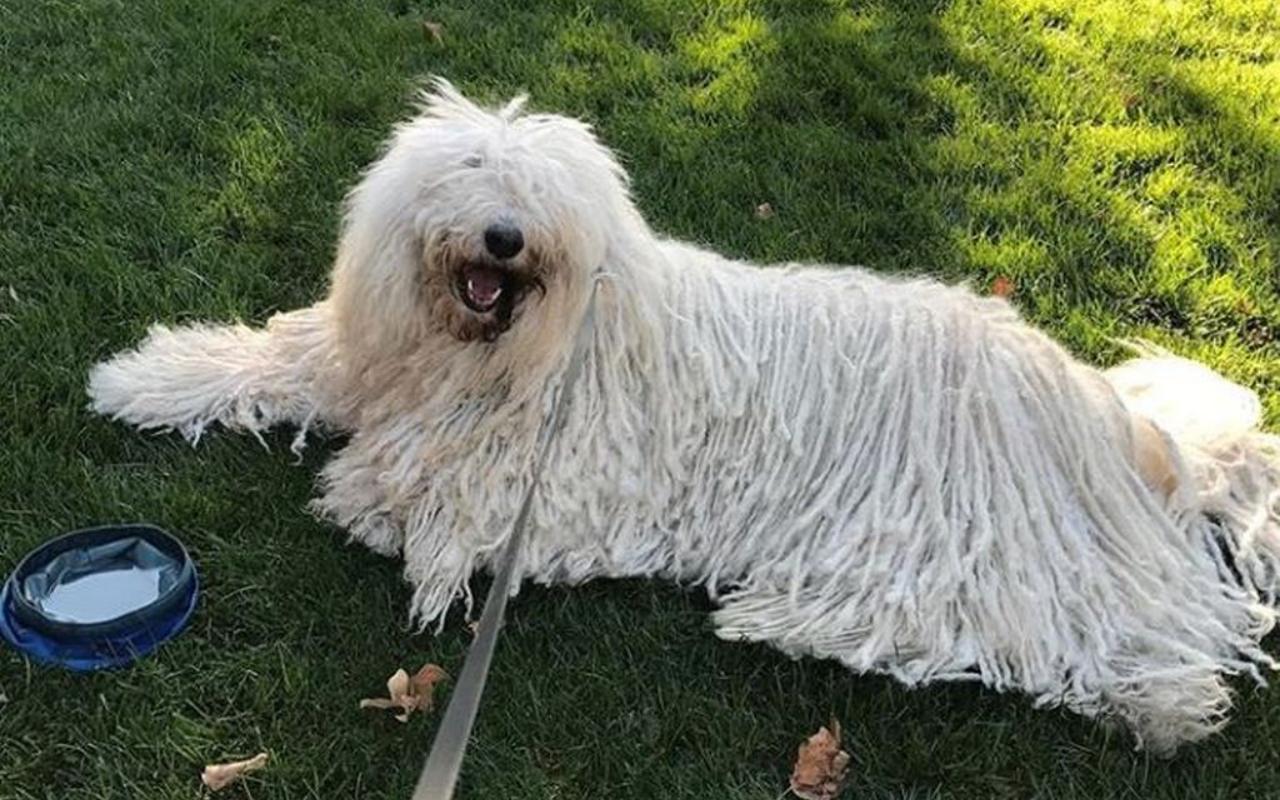 cane mocio al guinzaglio