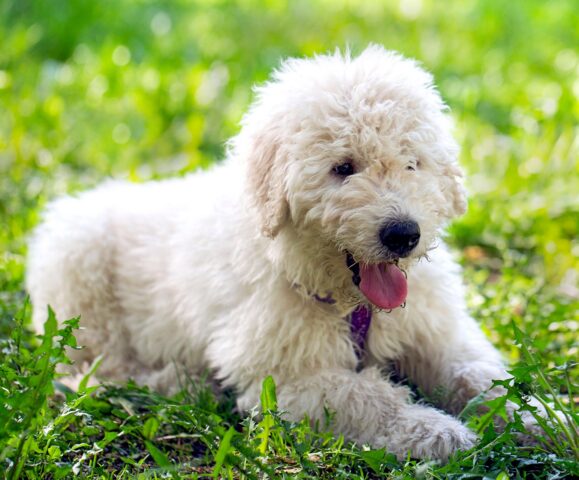 Komondor cucciolo, cosa gli serve e come educare il piccolo “cane mocio”