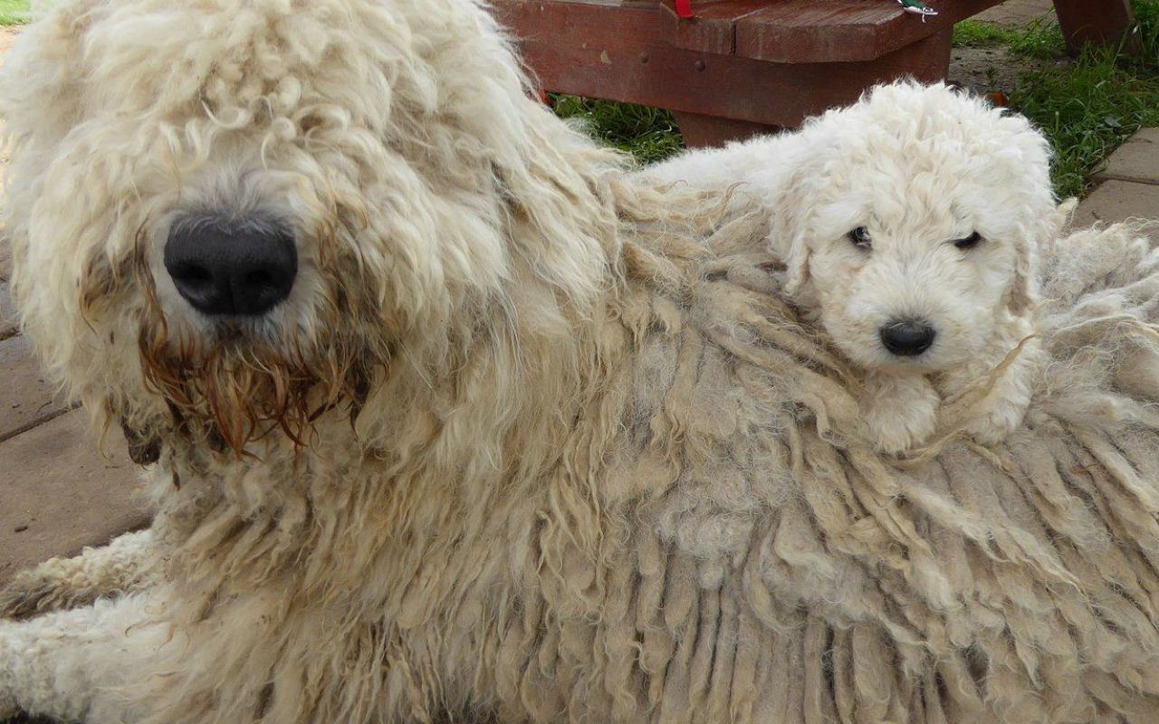 cagnolino con la sua mamma