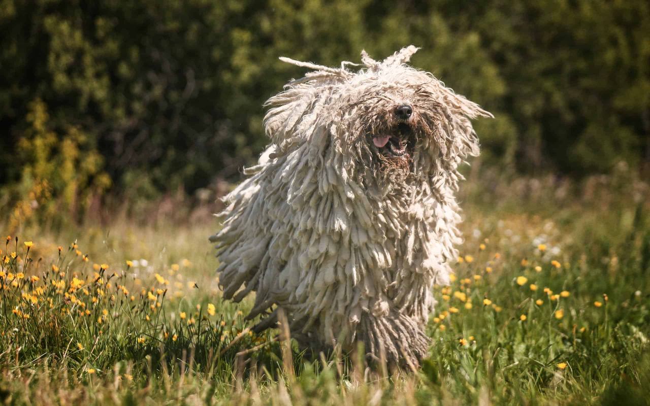 cane che corre sul prato