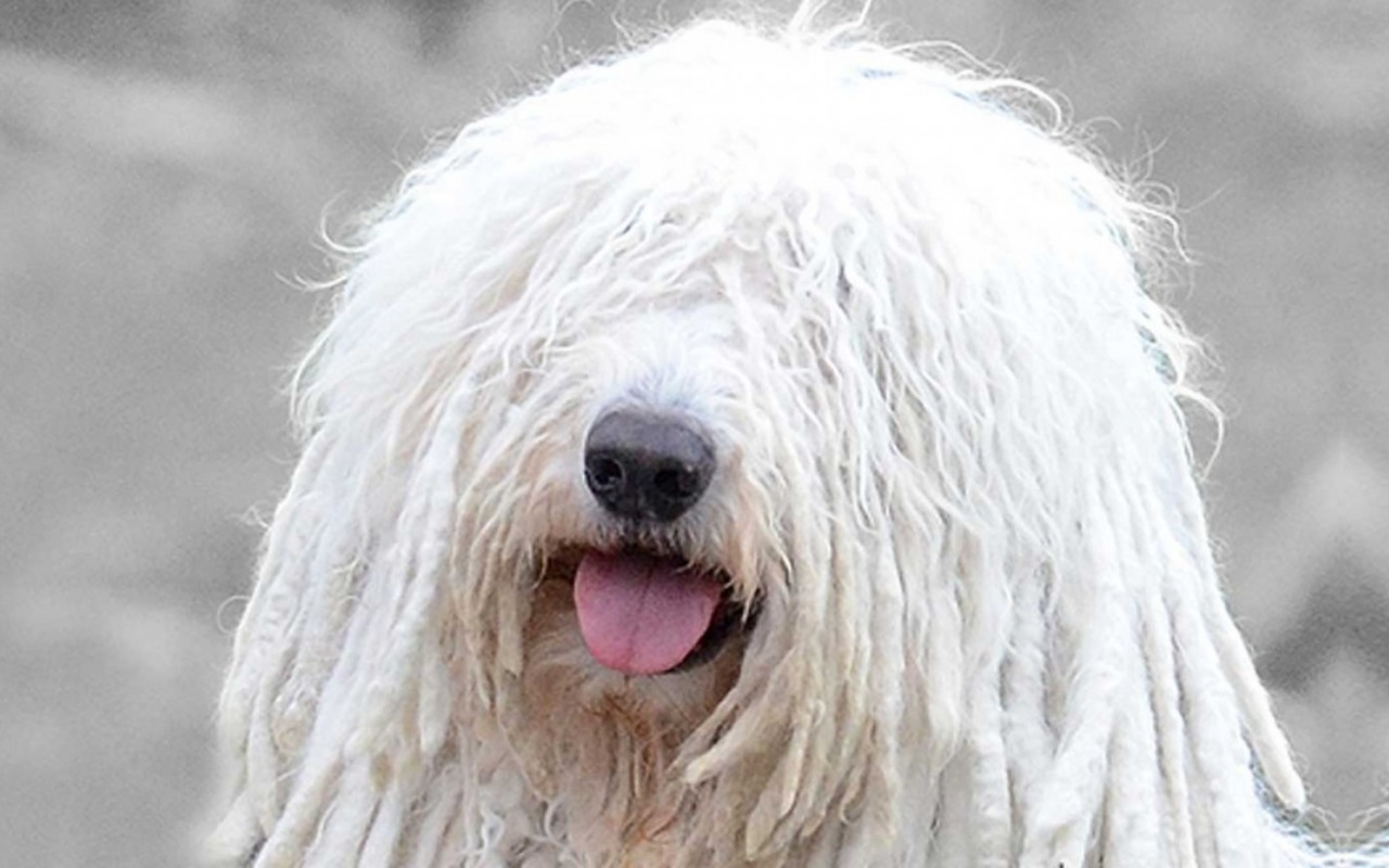 cane con il pelo rasta