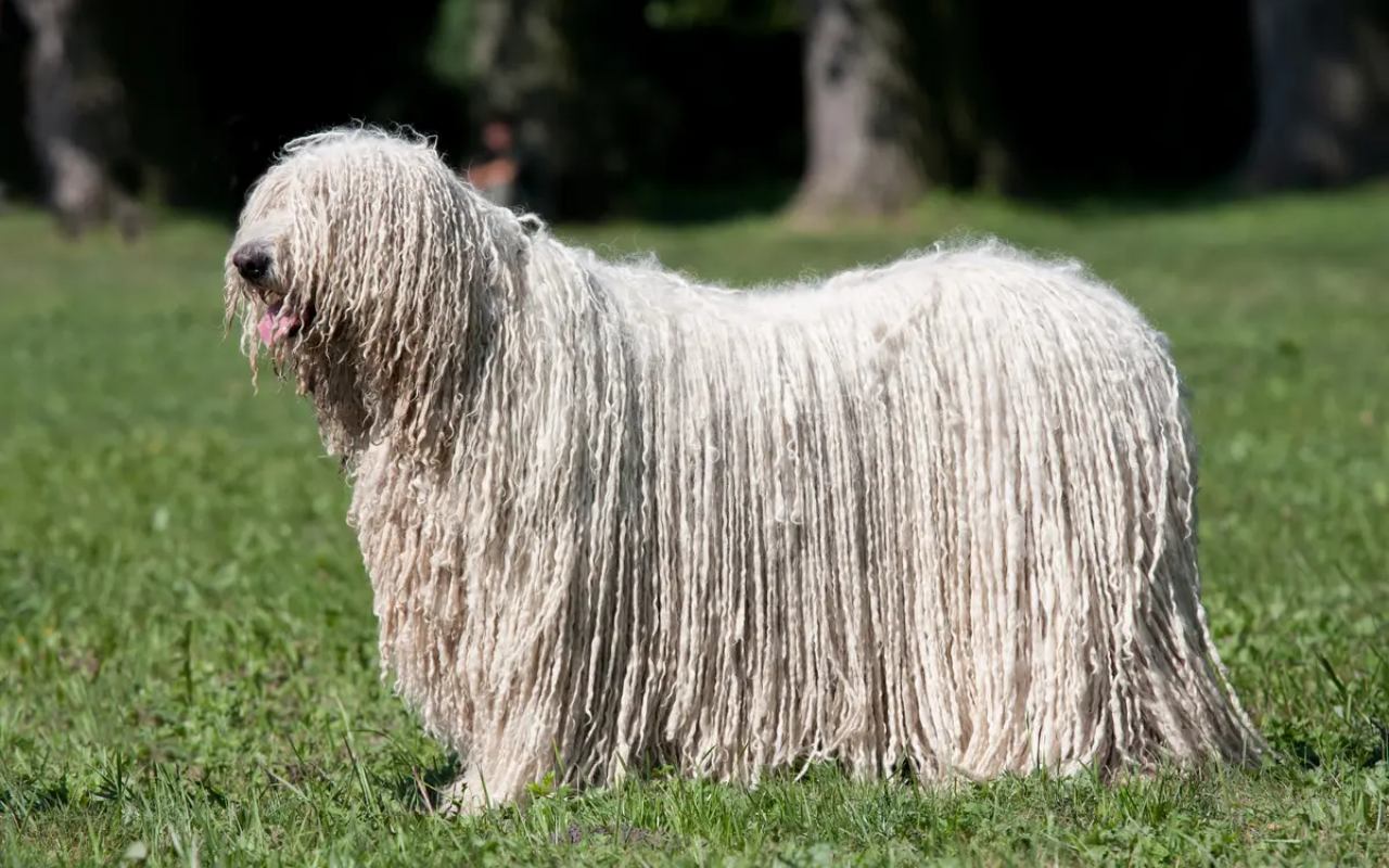 cane bianco sull'erba