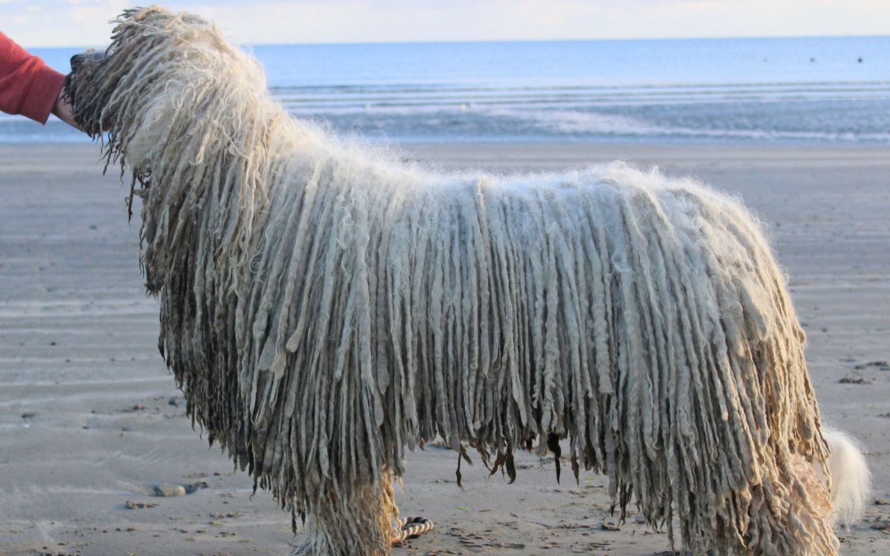 cane col pelo rasta