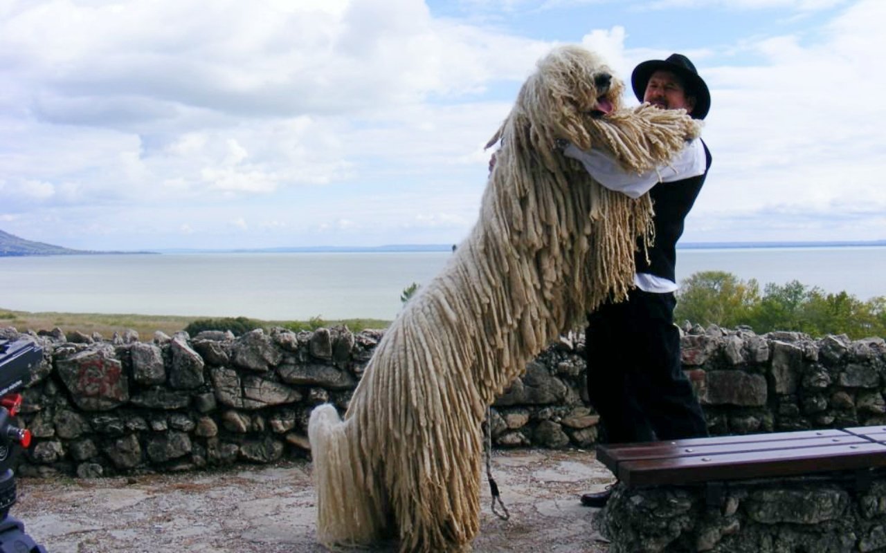 uomo che abbraccia un cane grande