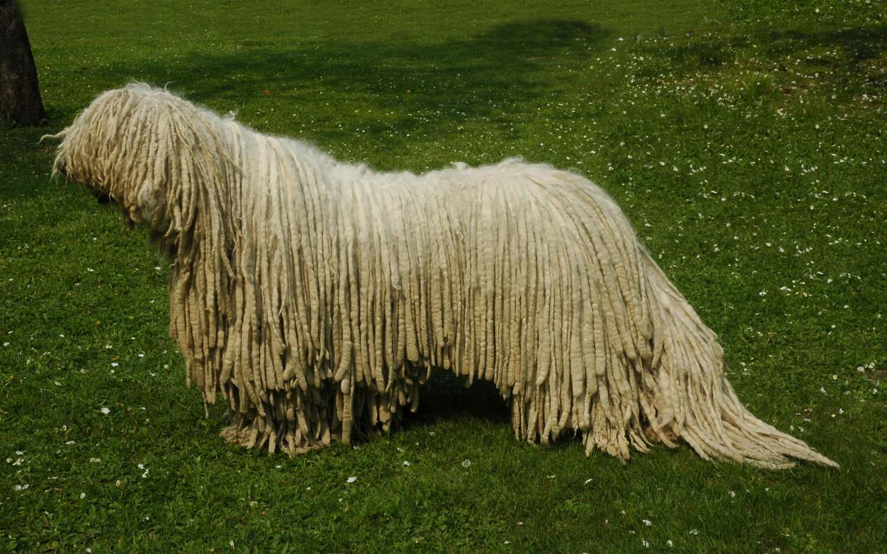 cane sull'erba
