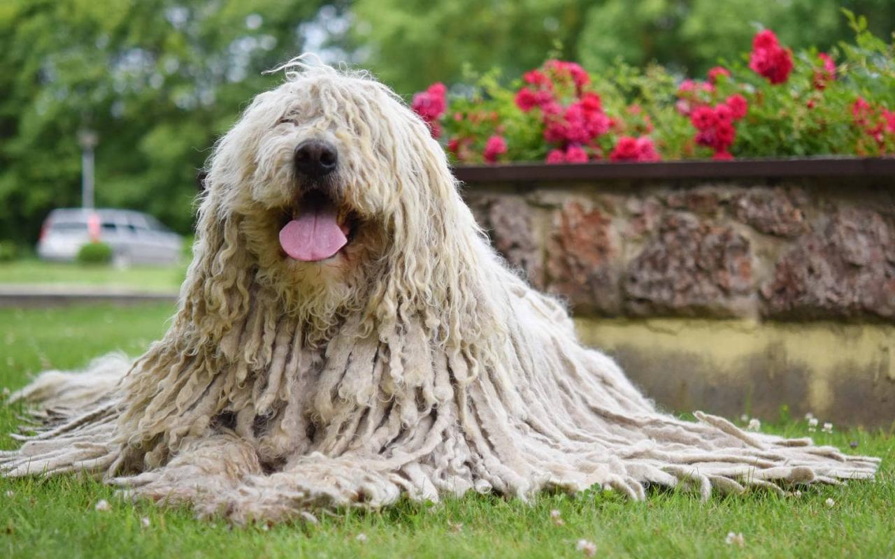 cane con la lingua di fuori